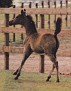 1984 filly (*Elaborat x Exelsjors Delight)