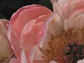 Arboretum 047a