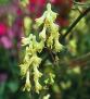 Aconitum vulparia