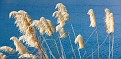 Toetoe grass