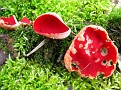 Sarcoscypha cfr. coccinea