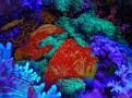 Ocean Infusion