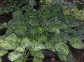 DSCN2779