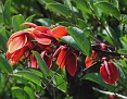 Erythrina crista-galli