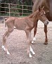 5-9-09 Golden Ambition HC 01