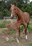 5-9-09 Golden Ambition HC and Goldaana 08