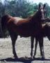 D W NAFFATA 1980 chestnut mare (*Ibn Moniet El Nefous X *Bint Bint Nazeera, by *Ghalion)