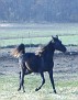 MALABAR HOSSANA #626659 2006 black filly by Jamboree Tuxedo
