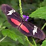 HortenseLongwingButterfly1