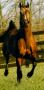 *EL PASO bay stallion