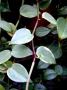 Peperomia nitida 'Variegata'