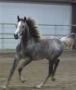 CASSABLANCA WP #597388 2002 grey filly (AF Cassidy x Mistil, by The Minstril)