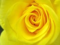 yellow rose
