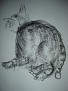 cats22