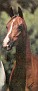 WN SHARAZADA #341838 (Bluespruce Tanzeer x  WN Samira) 1985 chestnut mare