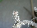Pterocactus tuberosus