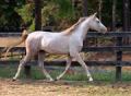 MRF SILVER JAVLIN 1999 grey gelding by AF Vanitys Repeat