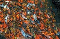 Alot of Fish