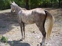 Brindle gelding2