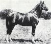 *IBN MAHRUSS 1901 chestnut stallion by Mahruss