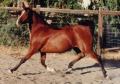 NARRIELLAH #473820 (Arribba x Narah Bint Neziah, by Neziah)  1991 bay mare bred by Ann Bowling