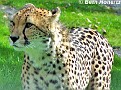 Cheetah010