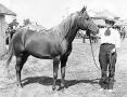 FERRAS #922  1942 chestnut stallion (*Ferdin x *Rasima) Bred by W.K. Kellogg, Pomona, CA; sold to Claude Thompson, OR; foundation sire in the Appaloosa breed
