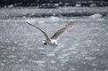 Very hard to photograph when these guys are flying.