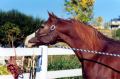 MAGIC AULRAB #500209 (Aulrab x Phyllis Dream, by *Lewisfield Magic) 1993 chestnut stallion bred by Sandra Warren