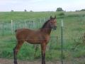 SM ECHONIA 2002 bay filly by Belles Echo