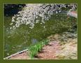 BotanicalGardens 052