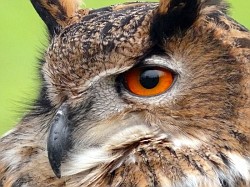 Eagle Eyed