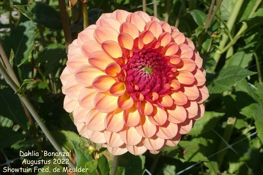 Dahlia Hybrid Cultivars Album Nora Goosen