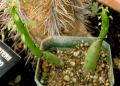 Euphorbia leucodendron
