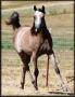 DS MAAR HALANAH 1999 grey filly (El Halimaar x KC Alanah, by Thee Desperado)