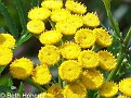 CommonTansy002
