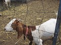IMG 0516