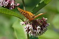 Great Spangled Fritillary #9