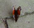 DSC04590