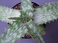 Aloe dewetii. Zululand