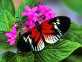 Best Butterfly Cropped