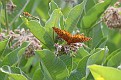 Great Spangled Fritillary and Meadowhawk #3
