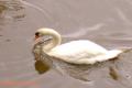 Swan 6
