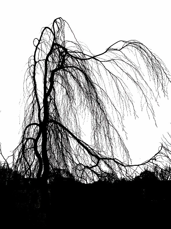 E-tree