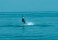 RONS SAILFISH-ALCAPULCO