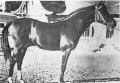 MALVITO 1949 bay stallion (Gandhy x Egina, by Nana-Sahib)
