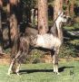 GH VENTURE (Bey Shah+ x QF Noblesse) 1990 grey stallion