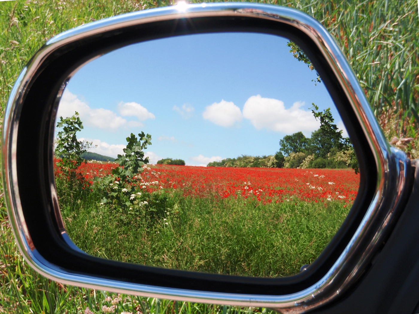 A sea of poppies :-)