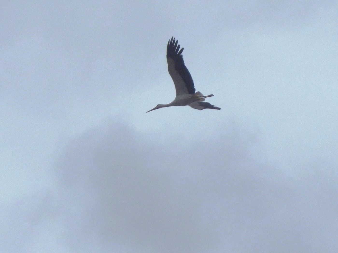 Storch