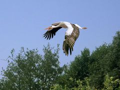 ... gleitet durch die Lüfte